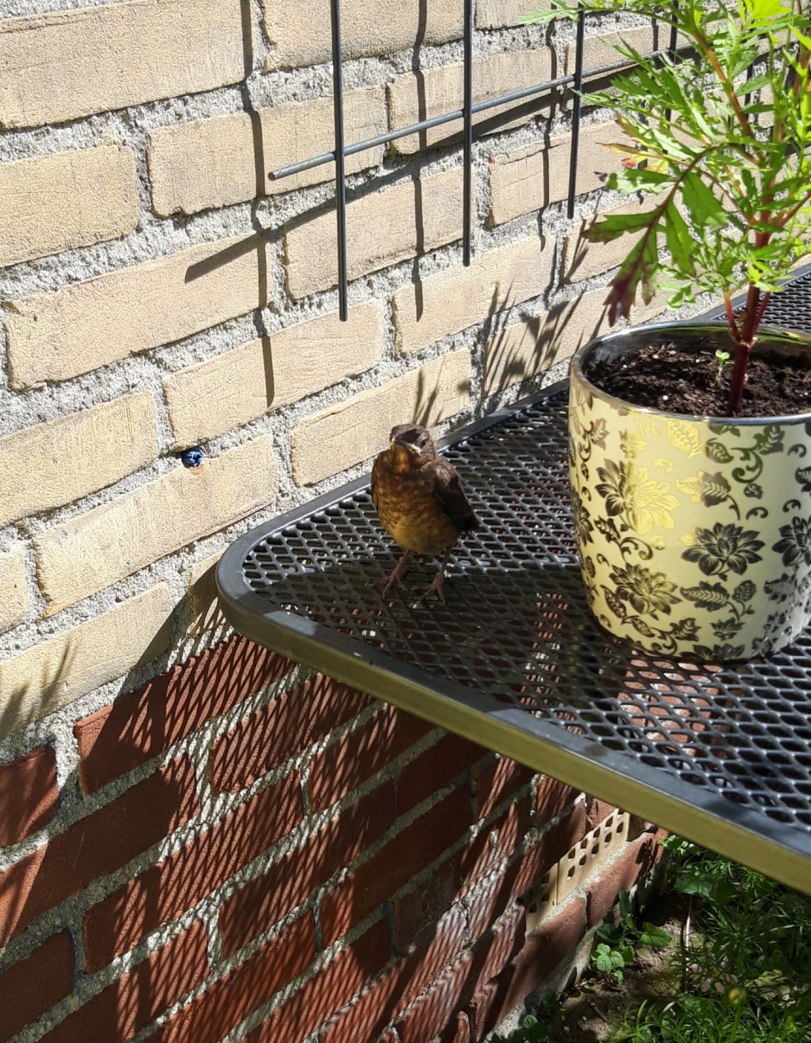 foto jong mereltje foto jong mereltje